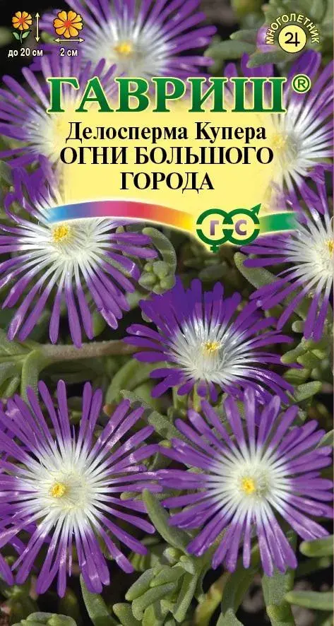 Делосперма обильноцветущая Огни большого города, гранул. пробирка 