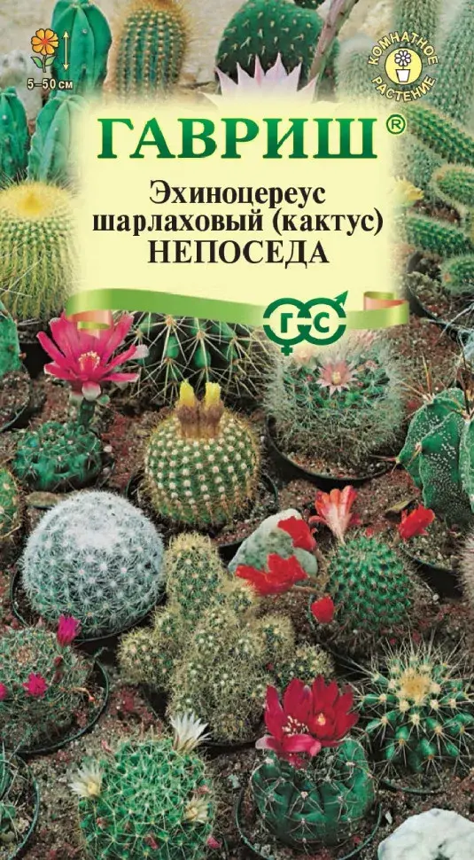 Кактус Непоседа, Эхиноцереус
