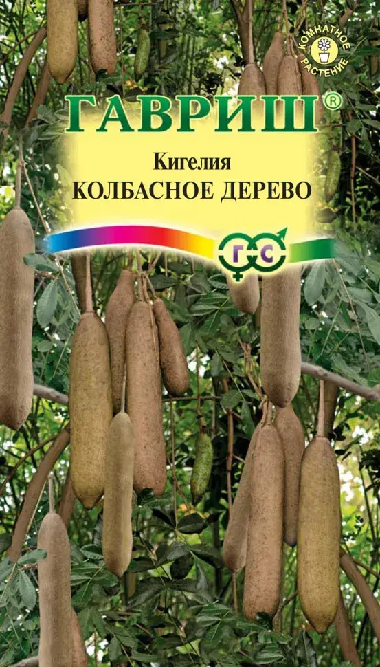 Кигелия Колбасное дерево