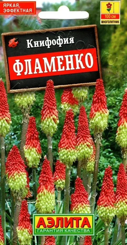 Книфофия ягодная Фламенко