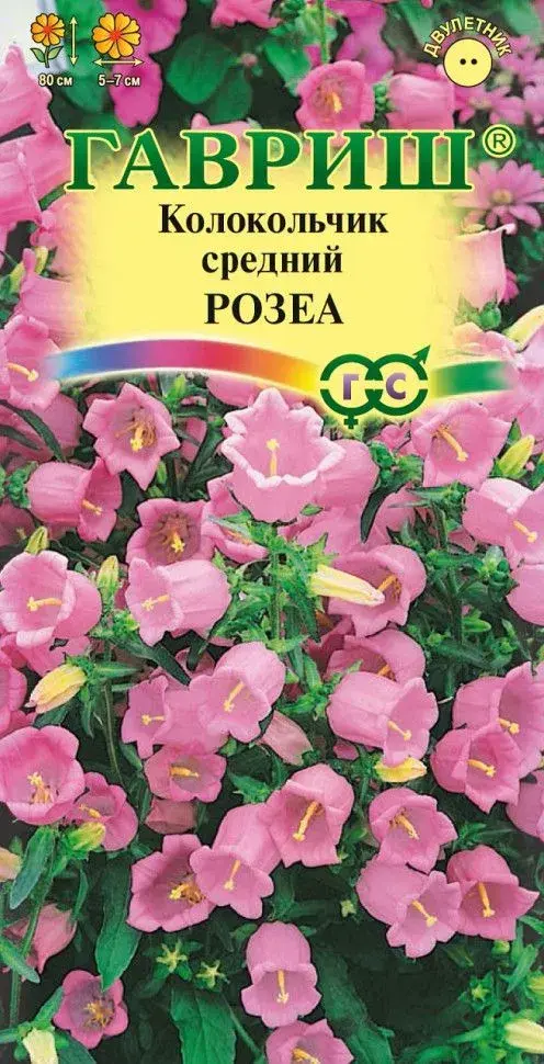 Колокольчик средний розеа