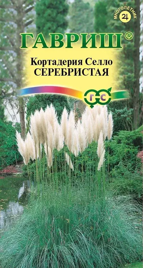 Кортадерия Серебристая (Пампасная трава)* 8 шт.