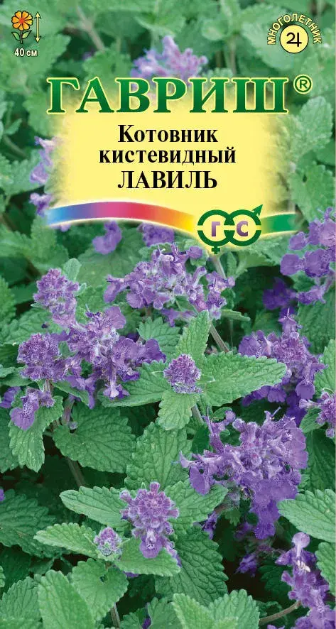 Котовник кистевидный Лавиль