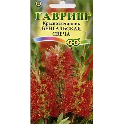 Краснотычинник Бенгальская свеча