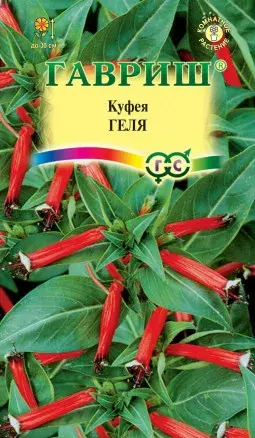 Куфея огненно-красная Геля