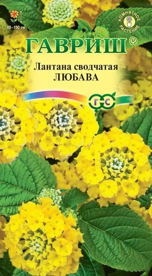 Лантана сводчатая Любава