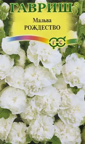 Мальва Рождество