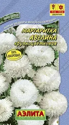 Маргаритка Авелина крупноцветковая (2025; 142.17.11 /3)