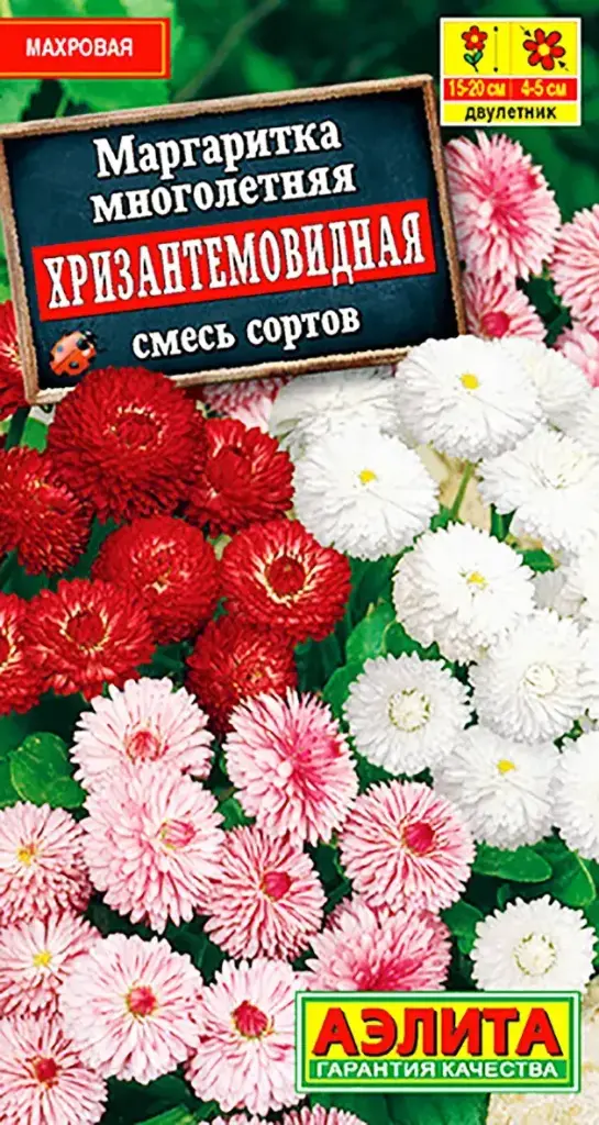 Маргаритка Хризантемовидна