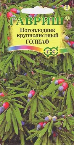 Ногоплодник Голиаф (круглолистный)