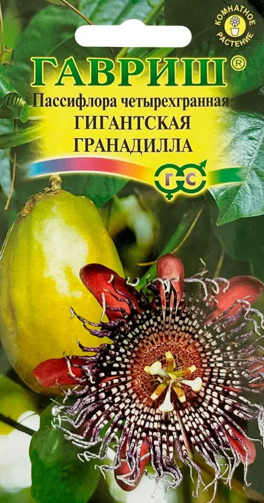 Пассифлора Гигантская гранадилла (четырехгранная)* 3 шт.