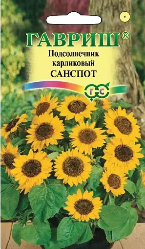 Подсолнечник декоративный Санспот (карликовый) 