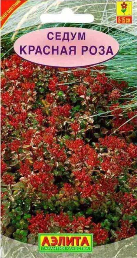 Седум Красная роза