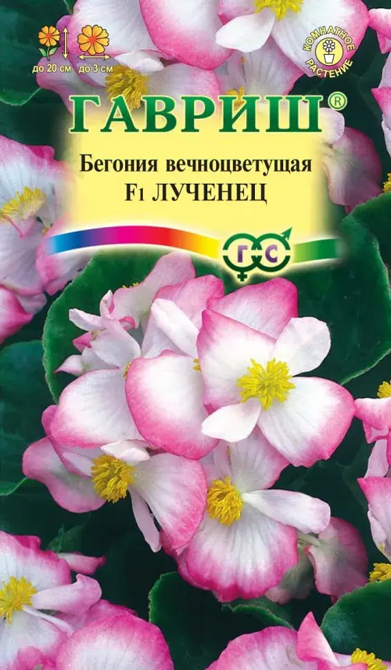 Хайтан цэцэг Бегония Вечноцветущая F1 Лученец 