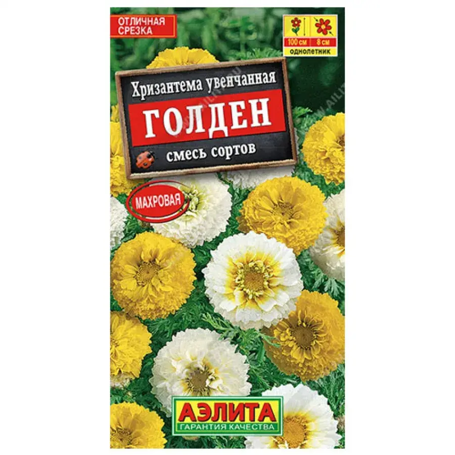 Хризантема Голден увенчанная