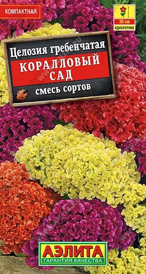 Целозия гребенчатая Коралловый сад