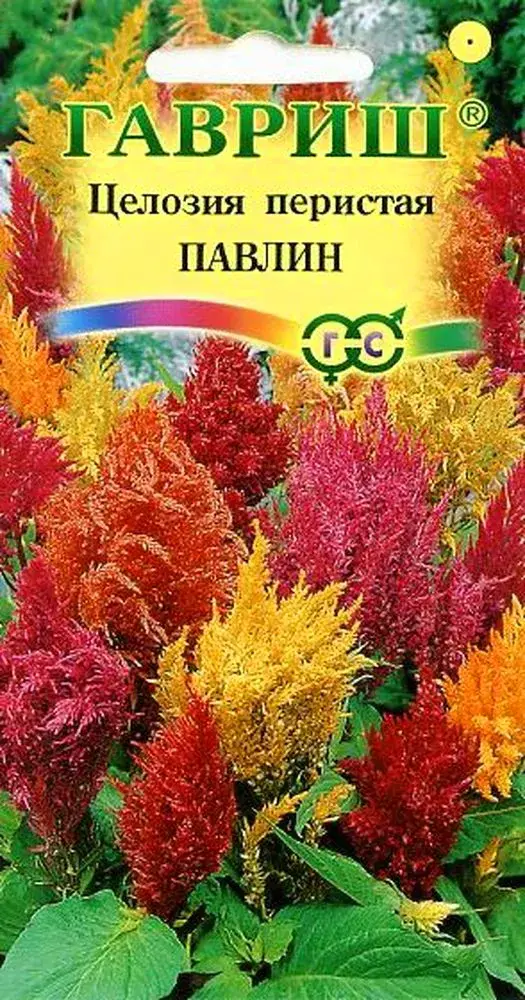 Целозия перистая Павлин