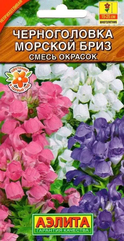 Черноголовка Морской бриз, смесь окрасок  Балт цэцэг 