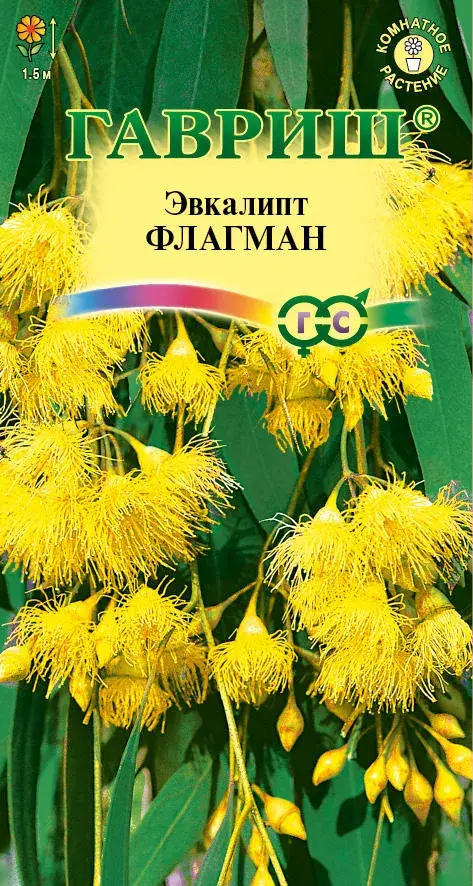 Эвкалипт Флагман (лимонный)
