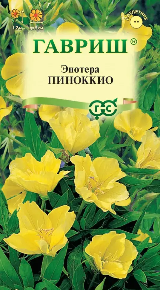 Энотера двулетняя Пиноккио