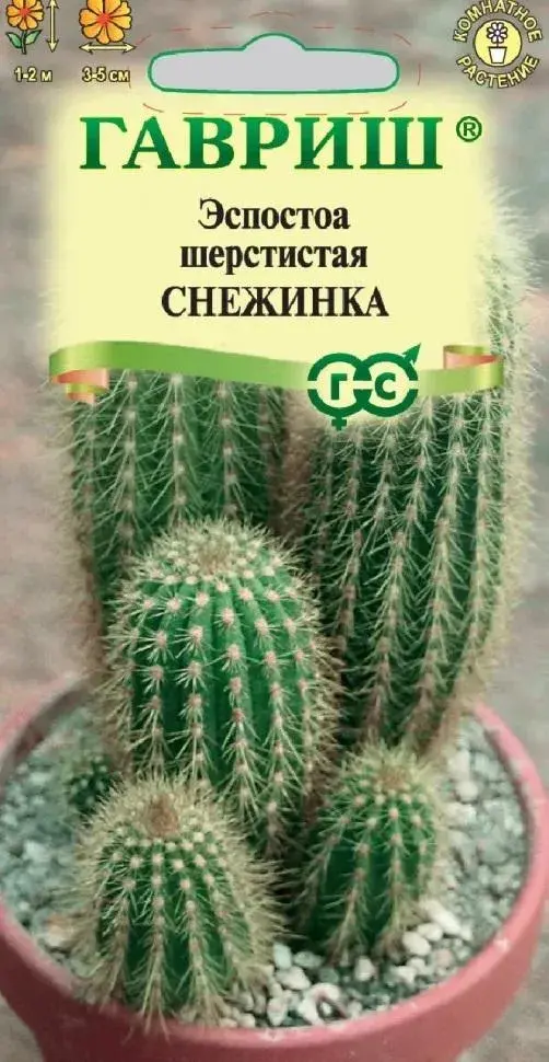 Эспостоа шерстистая (Кактус) Снежинка