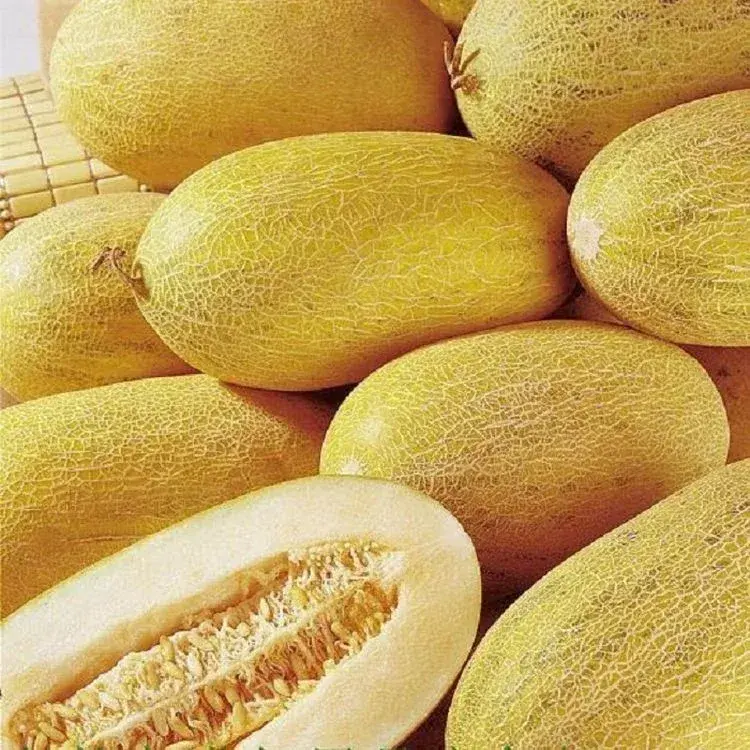 Амтат гуа - Золотая торпеда Дыня