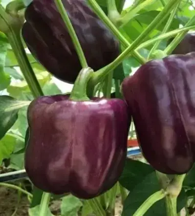 Амтат чинжүү Карамель