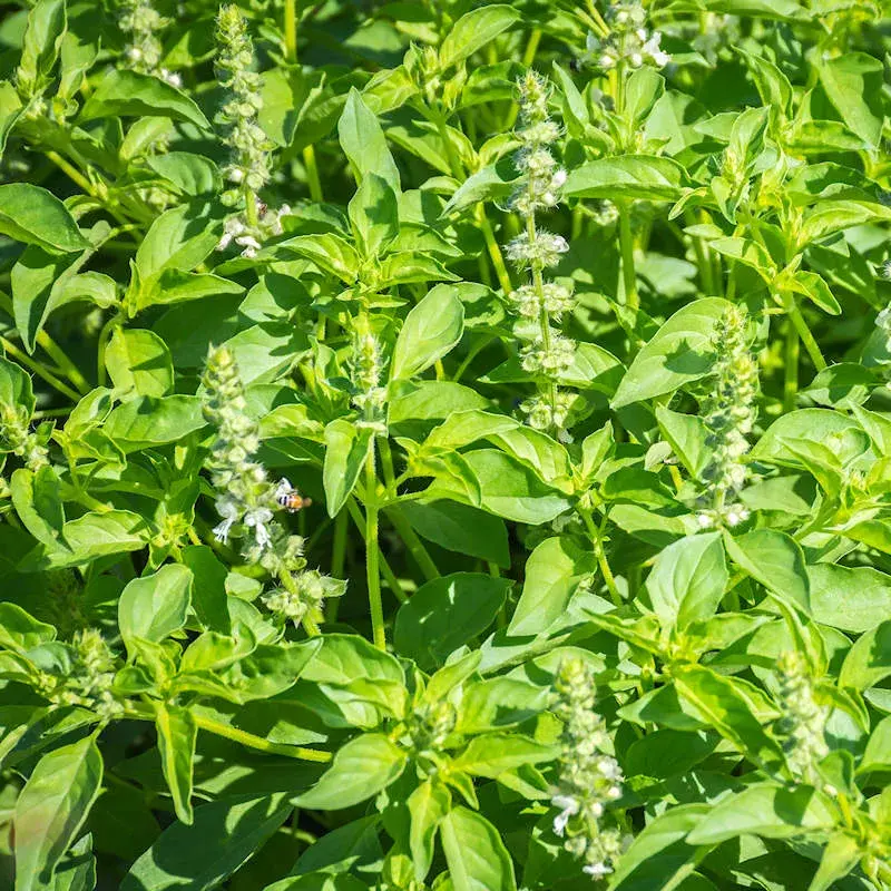 Базилик Лимон /500.900/