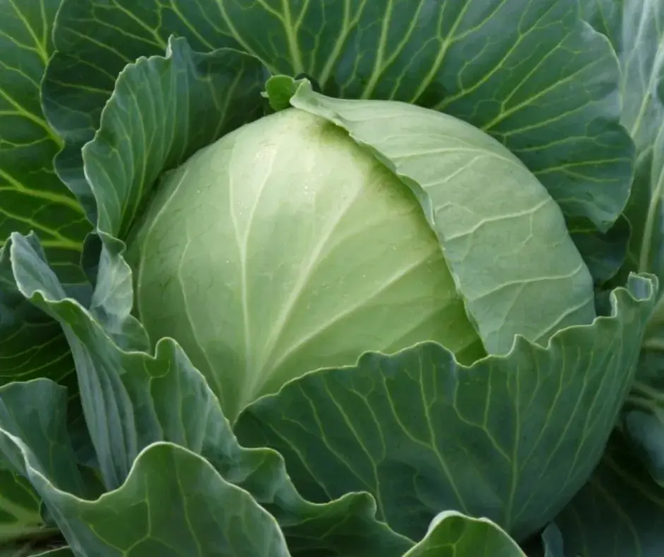 Байцай Белорусская 455