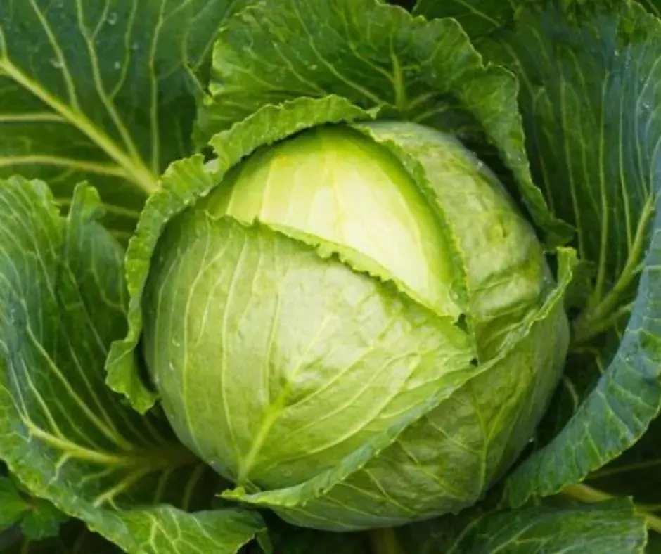 Байцай Слава 1305