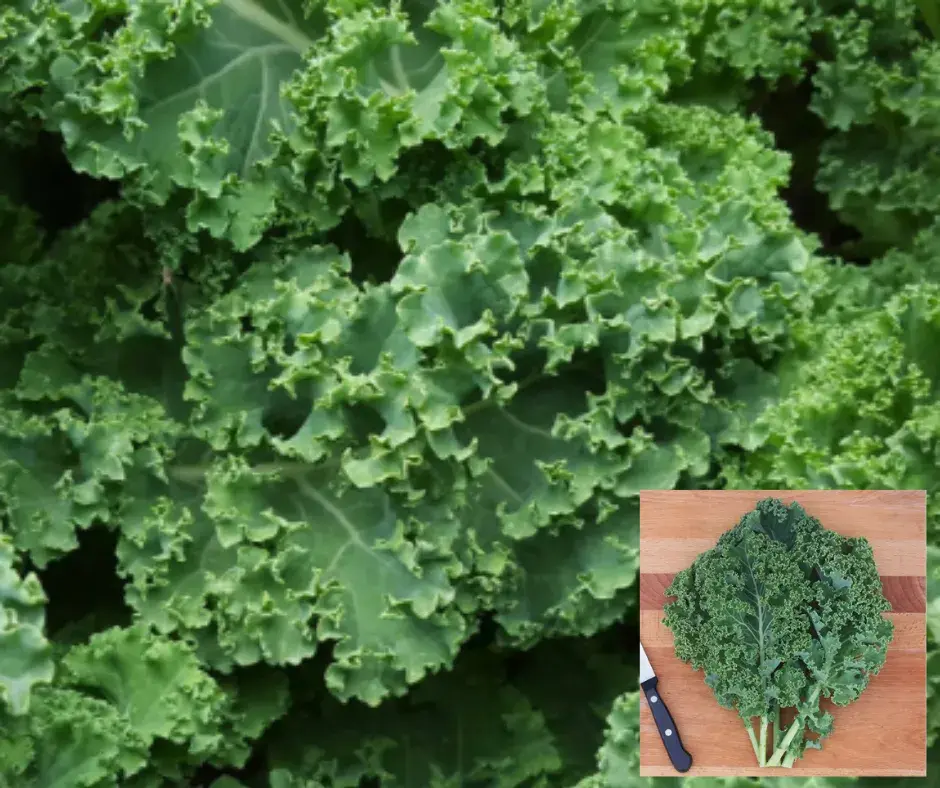 Кели байцай Dwarf Green Curled /62.680/