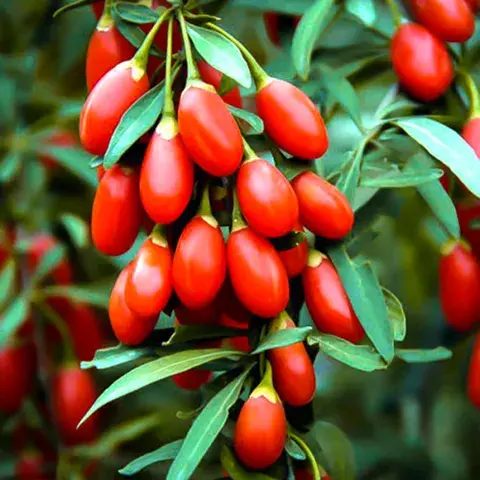 Гожи Верри Fairy Valley