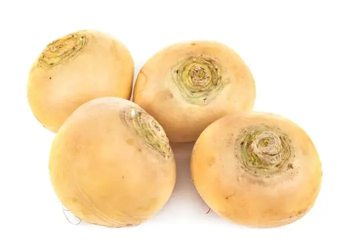 Шар манжингийн үр Шведская жёлтая