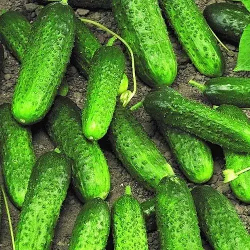 Өргөст хэмх / Cucumber Анулка F1/ /452.050/