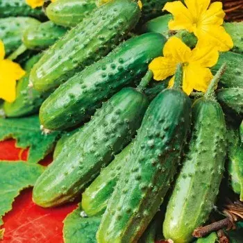 Өргөст хэмх Промотор F1 /449.580/