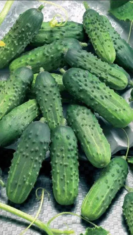 Өргөст хэмх Феникс 30гр