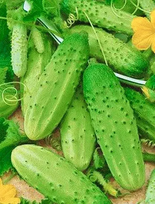 Өргөст хэмх Изящный 