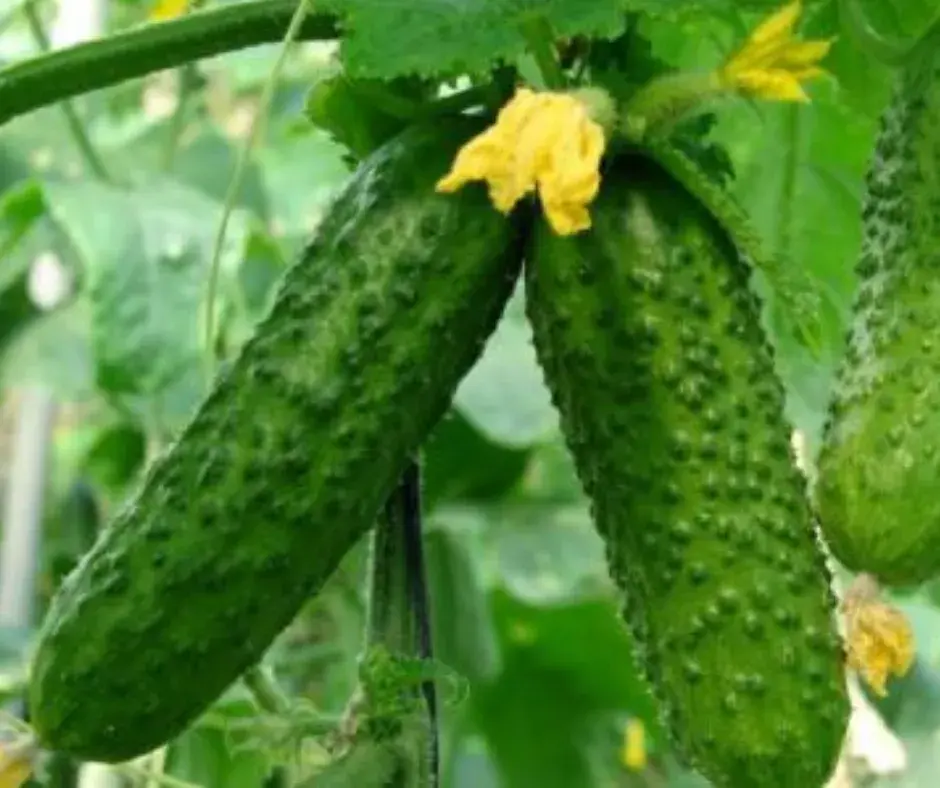 Өргөст хэмх Элиза 250 гр