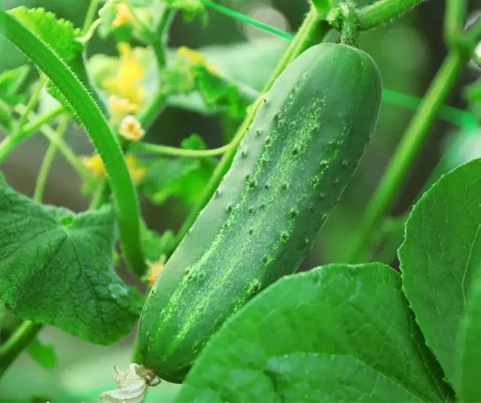 Өргөст хэмх Odys F1