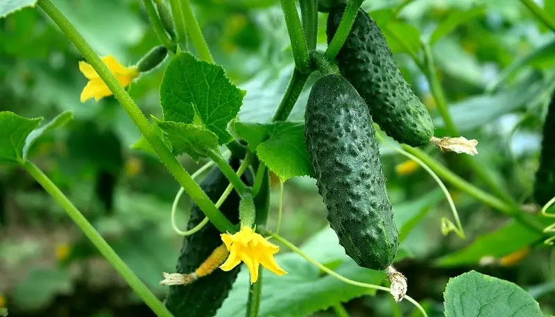  Өргөст хэмх Евгения F1