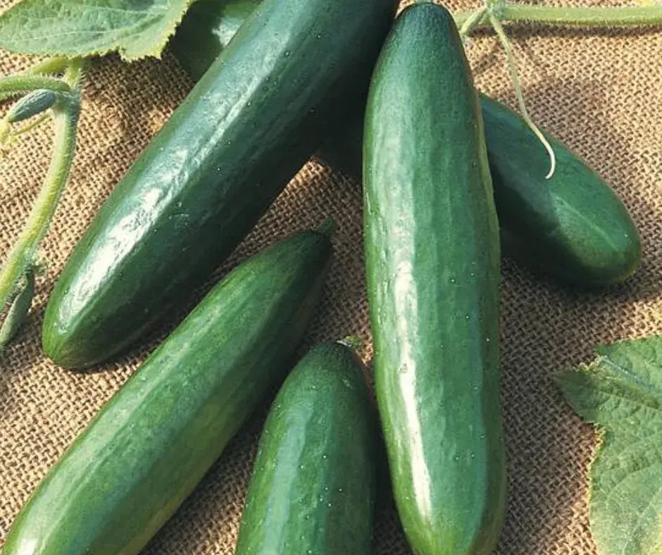 Өргөст хэмх Стелла 