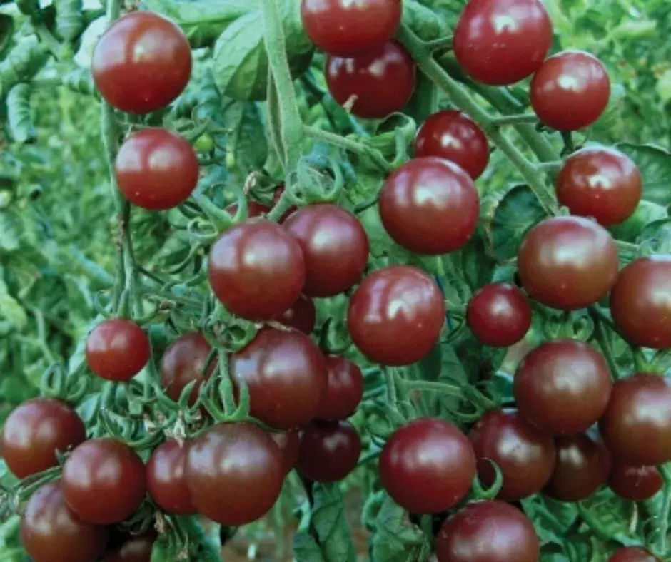 Лооль Вишенка чёрная /кг/