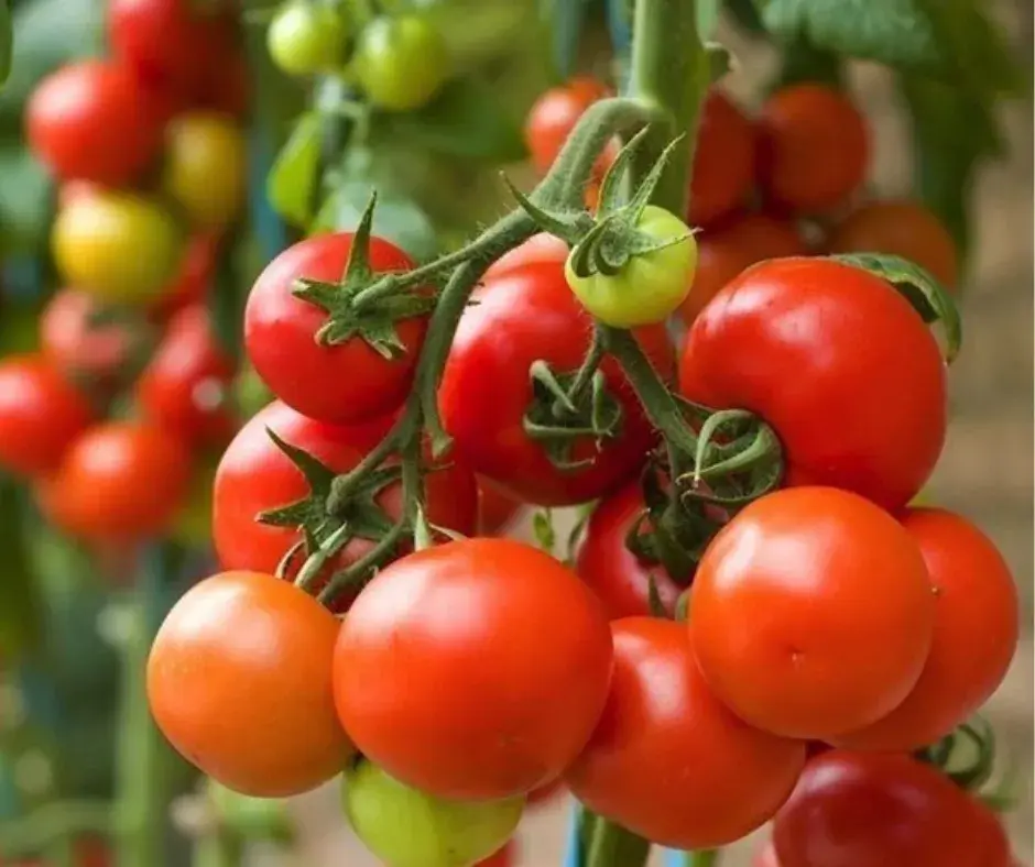 Улаан лооль /Эгийн гол/