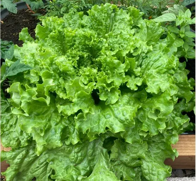 Салат навч EMOCION /эмокшин/ кг