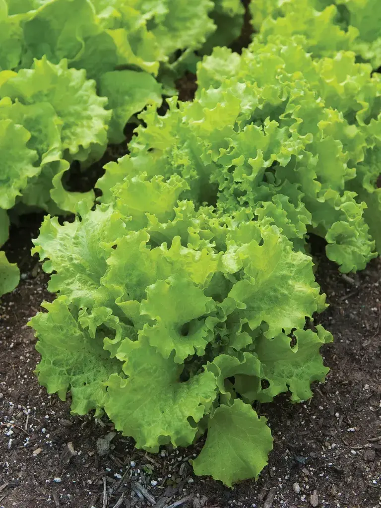 Салат навч  Simpson