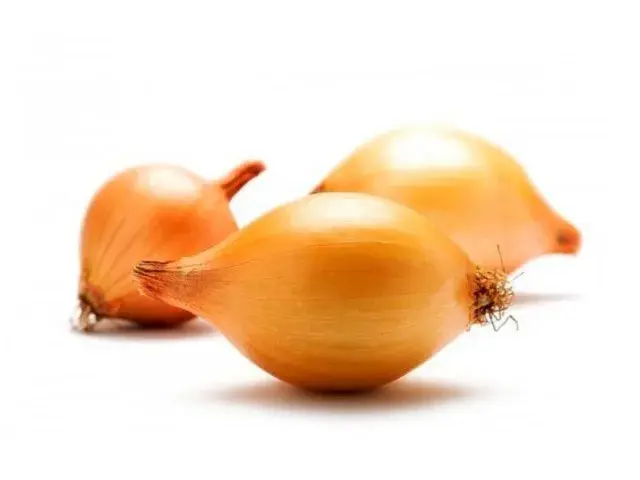 Бөөрөнхий сонгино Стурон