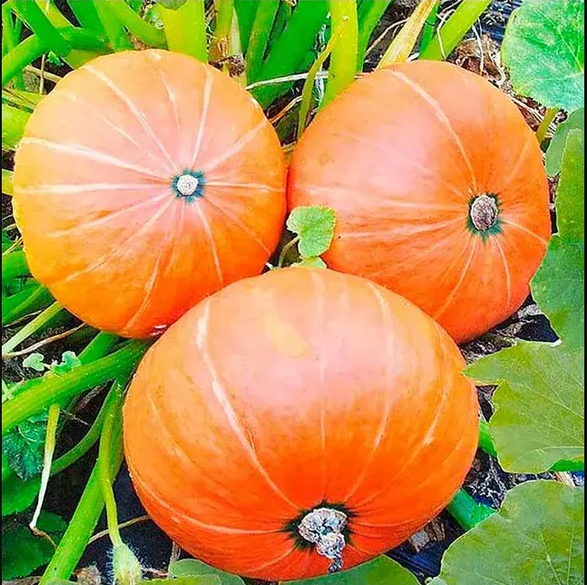 Хулуу Амазонка 