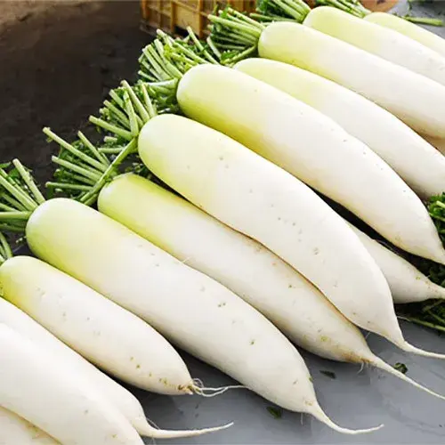 Цагаан лууван Дайкон Агата