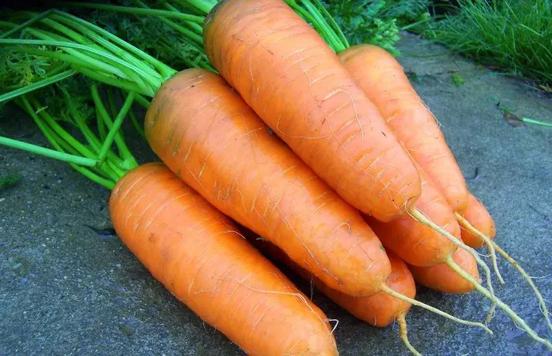 Шар лууван Шантанэ 2461  Монгол