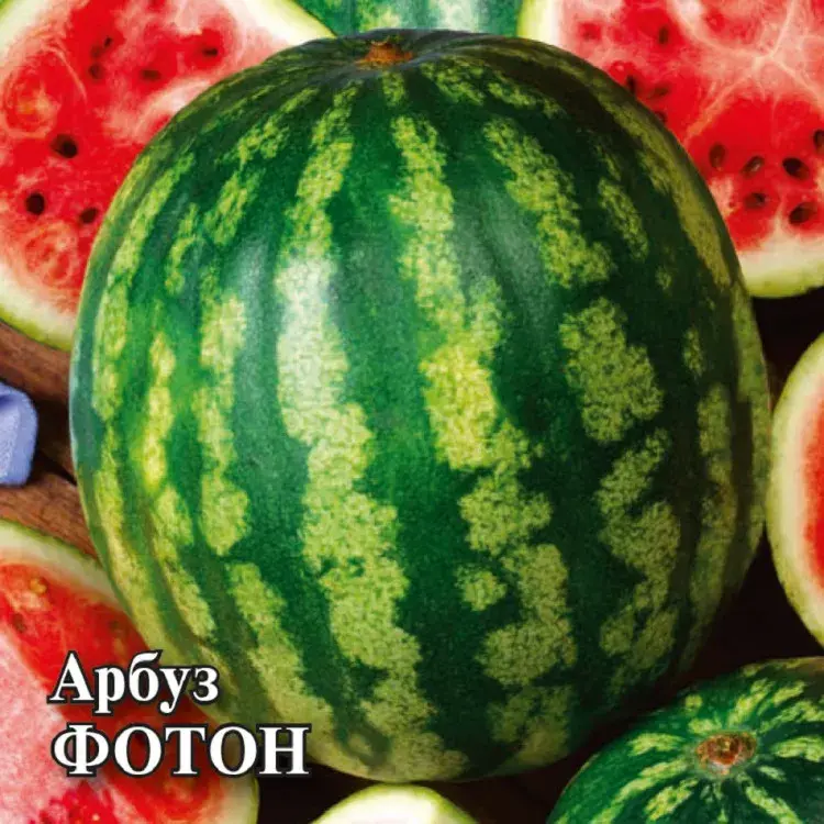 Тарвас Фотон кг үр